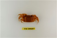 藏品(斯氏沙蟹)的圖片